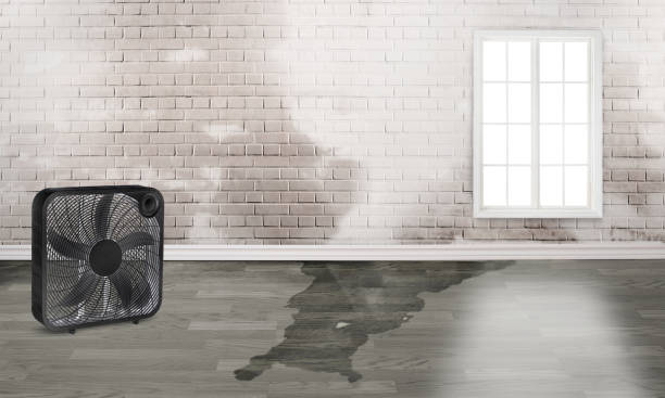 Best Flood restoration services  in Fruitville, FL